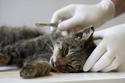 Scottish Wildcat roadkill victim being examined to establish genetic purity, Scotland 